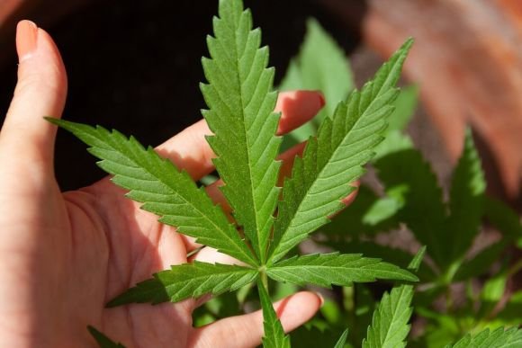 Marijuana leaf