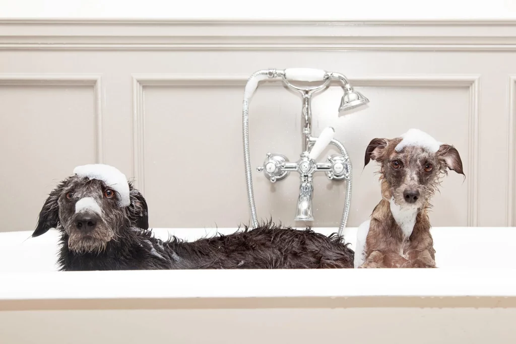 pups in the bathtub